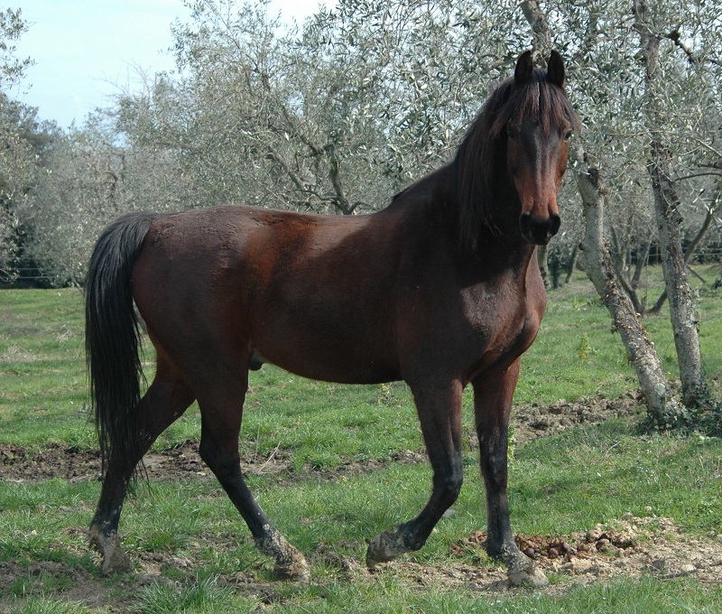 Italian Horse Protection ONLUS